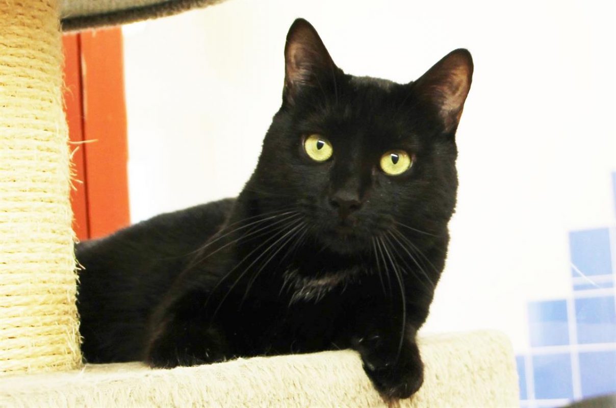 Loky - Chat Européen à adopter