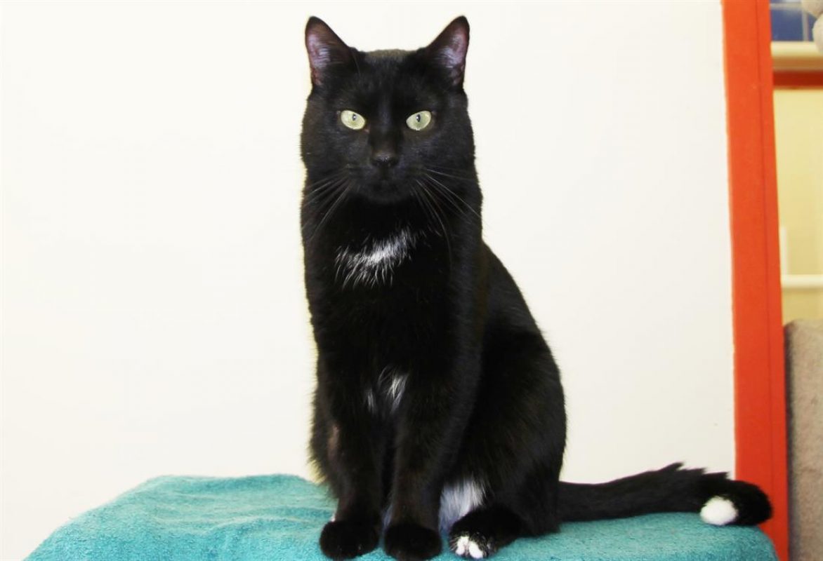 Loky - Chat Européen à adopter - photo 2