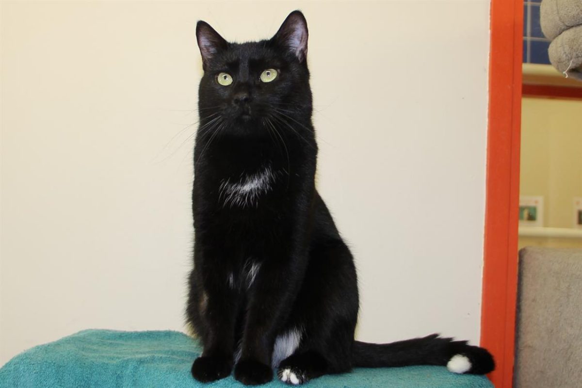 Loky - Chat Européen à adopter - photo 3