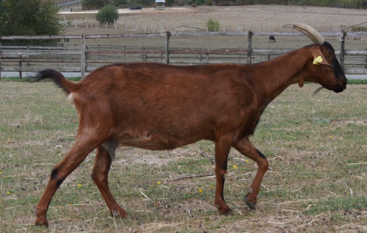 Melusine - Animal de ferme Chèvre à adopter