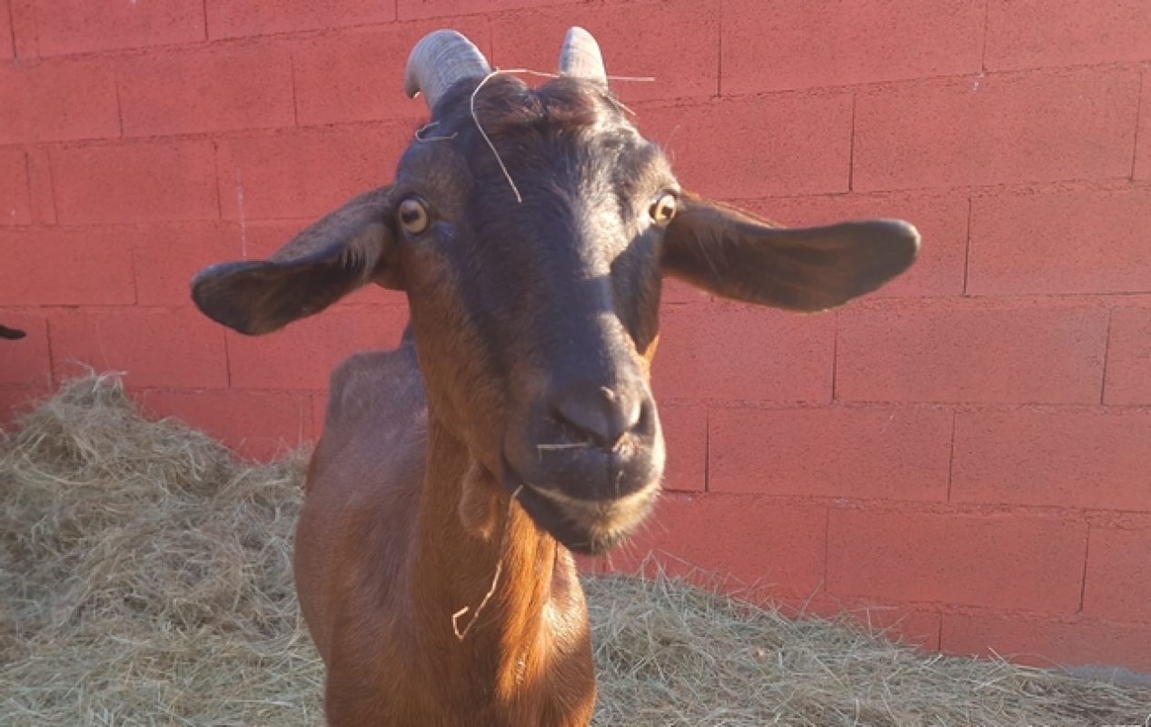 Melusine - Animal de ferme Chèvre à adopter - photo 2