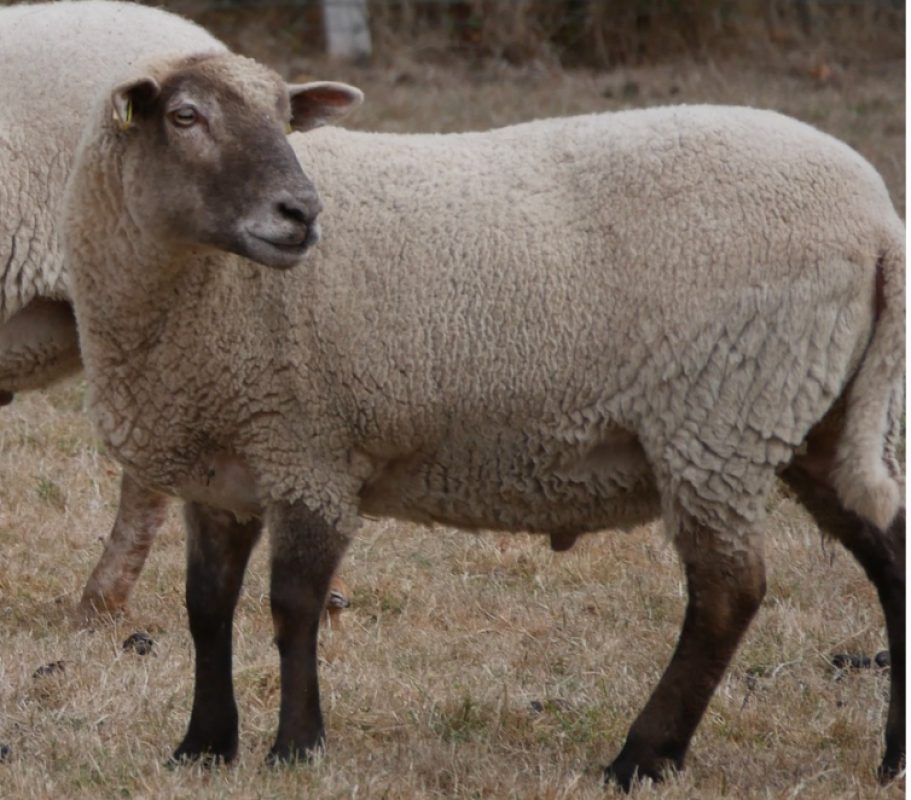 Howie - Animal de ferme Mouton à adopter