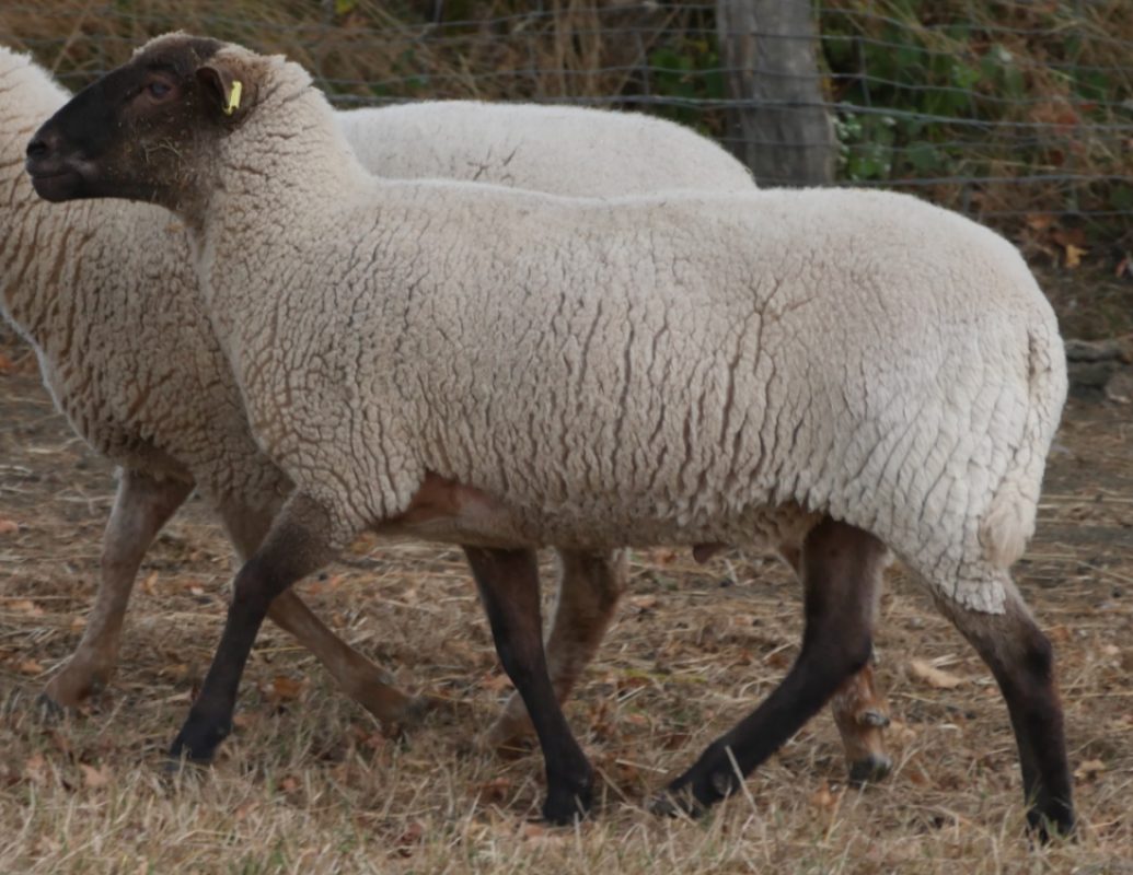 Kevin - Animal de ferme Mouton à adopter