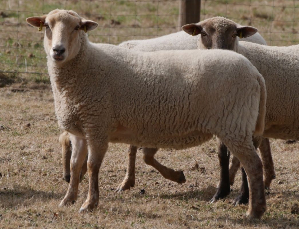 Nick - Animal de ferme Mouton à adopter