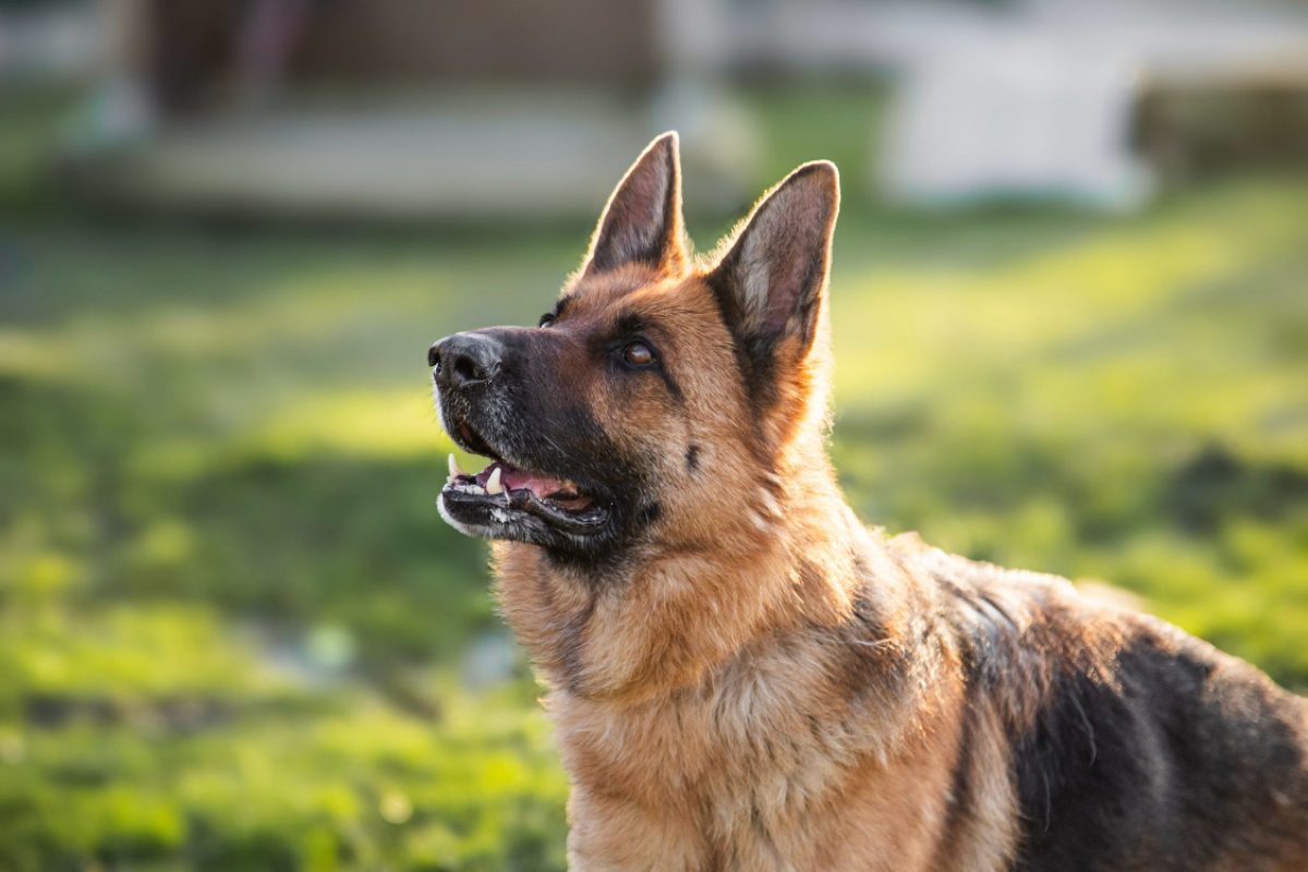 Orla - Chien Berger Allemand à adopter