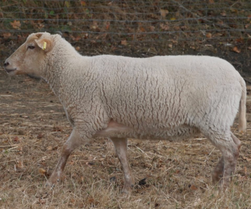 Bryan - Animal de ferme Mouton à adopter