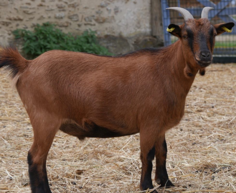 Boulette - Animal de ferme Bouc à adopter