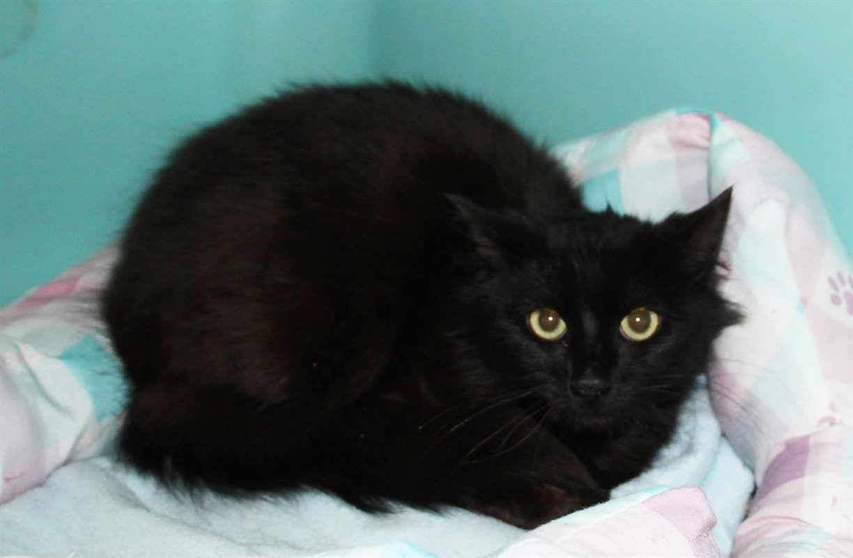 Thor - Chat Européen à adopter