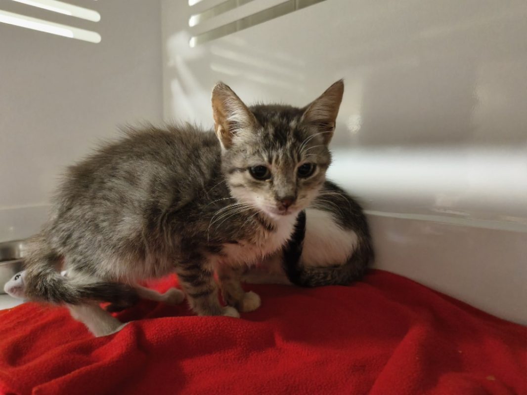 Crapule - Chat Européen à adopter