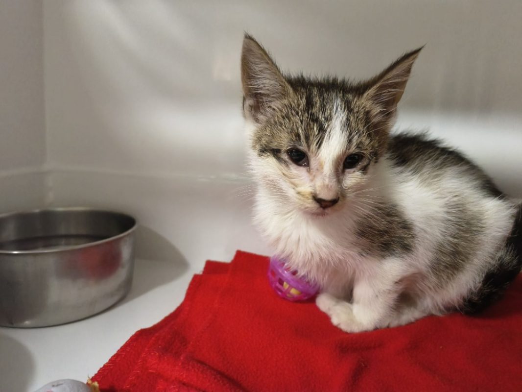 Josi - Chat Européen à adopter