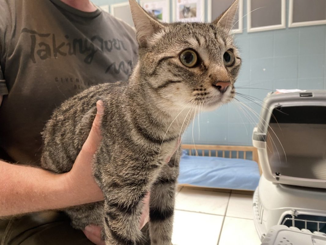 Charles - Chat Européen à adopter