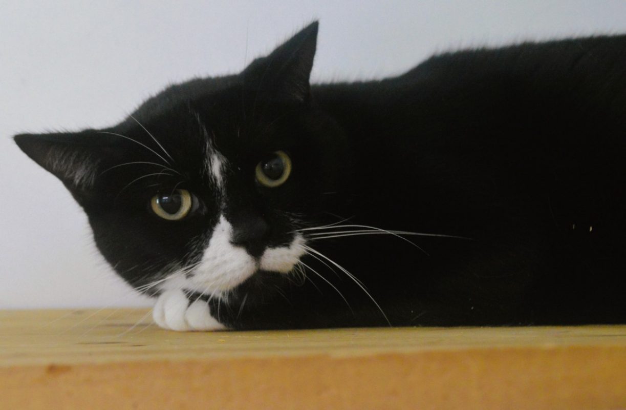 Tchoupi - Chat Européen à adopter