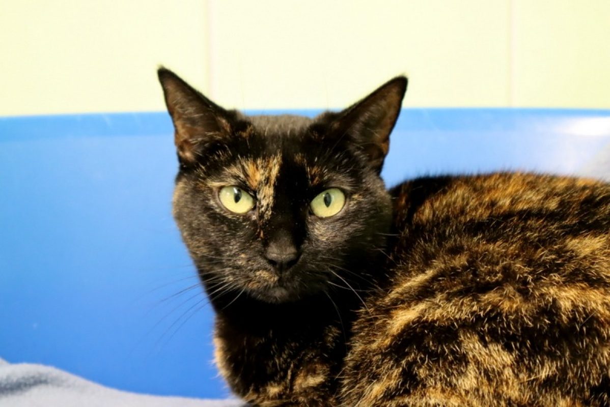 Canelle - Chat Européen à adopter