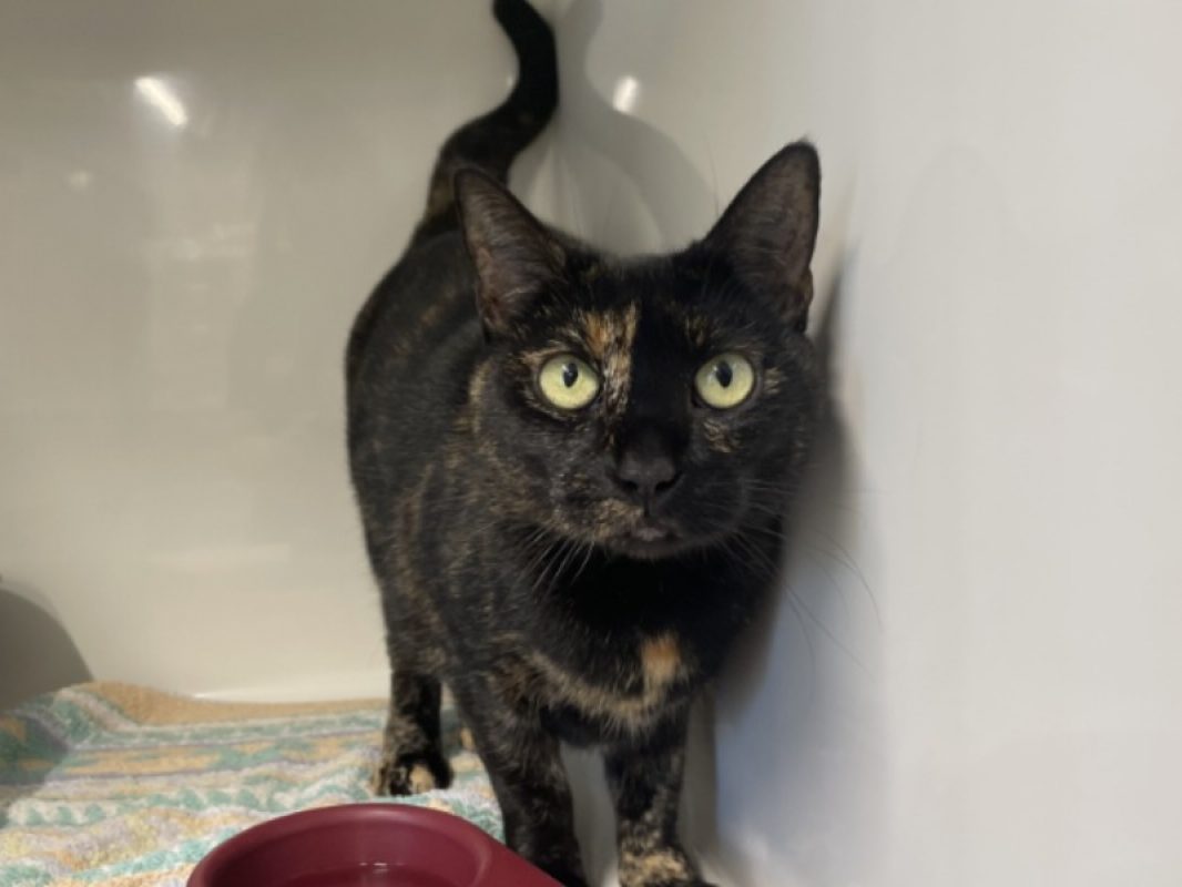 Canelle - Chat Européen à adopter - photo 2