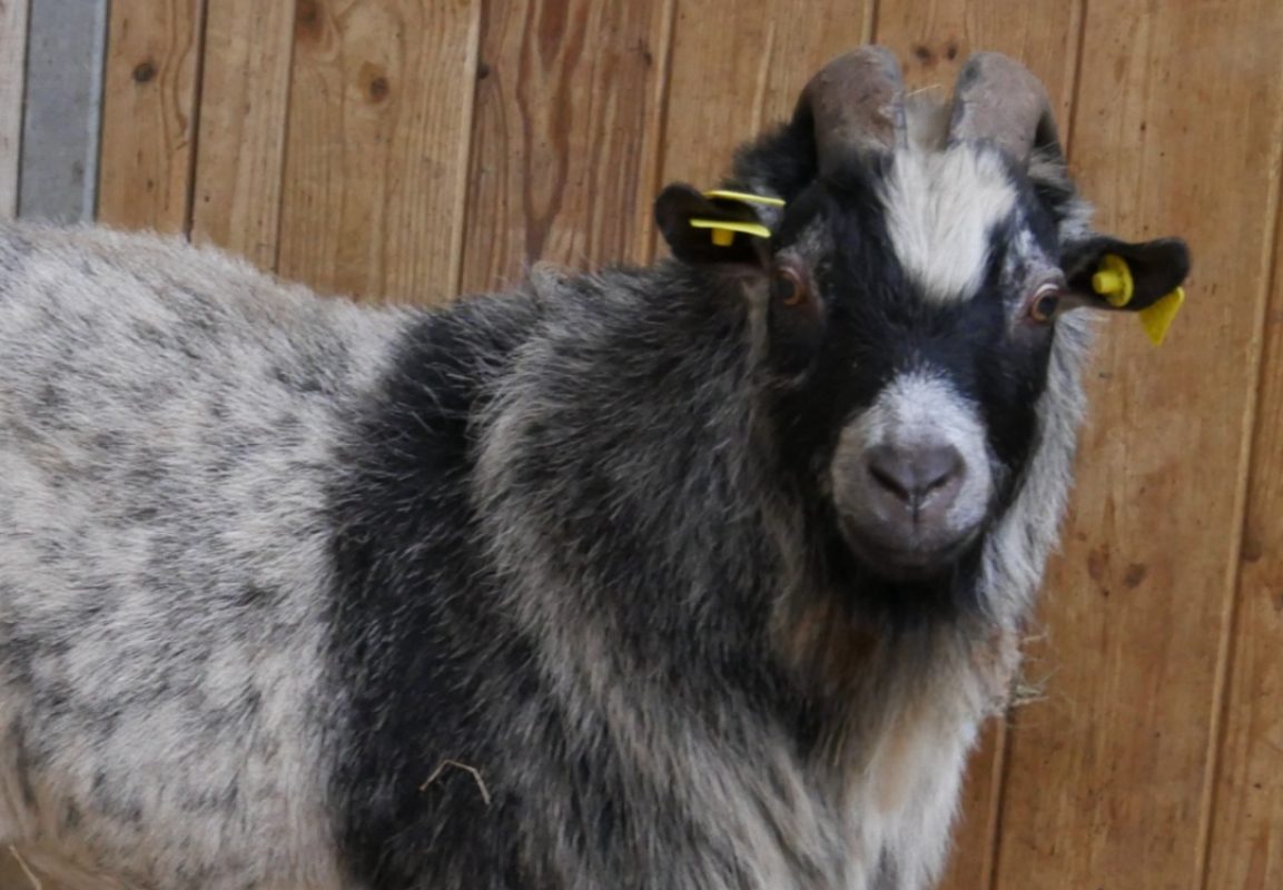 Bandit - Animal de ferme Bouc à adopter