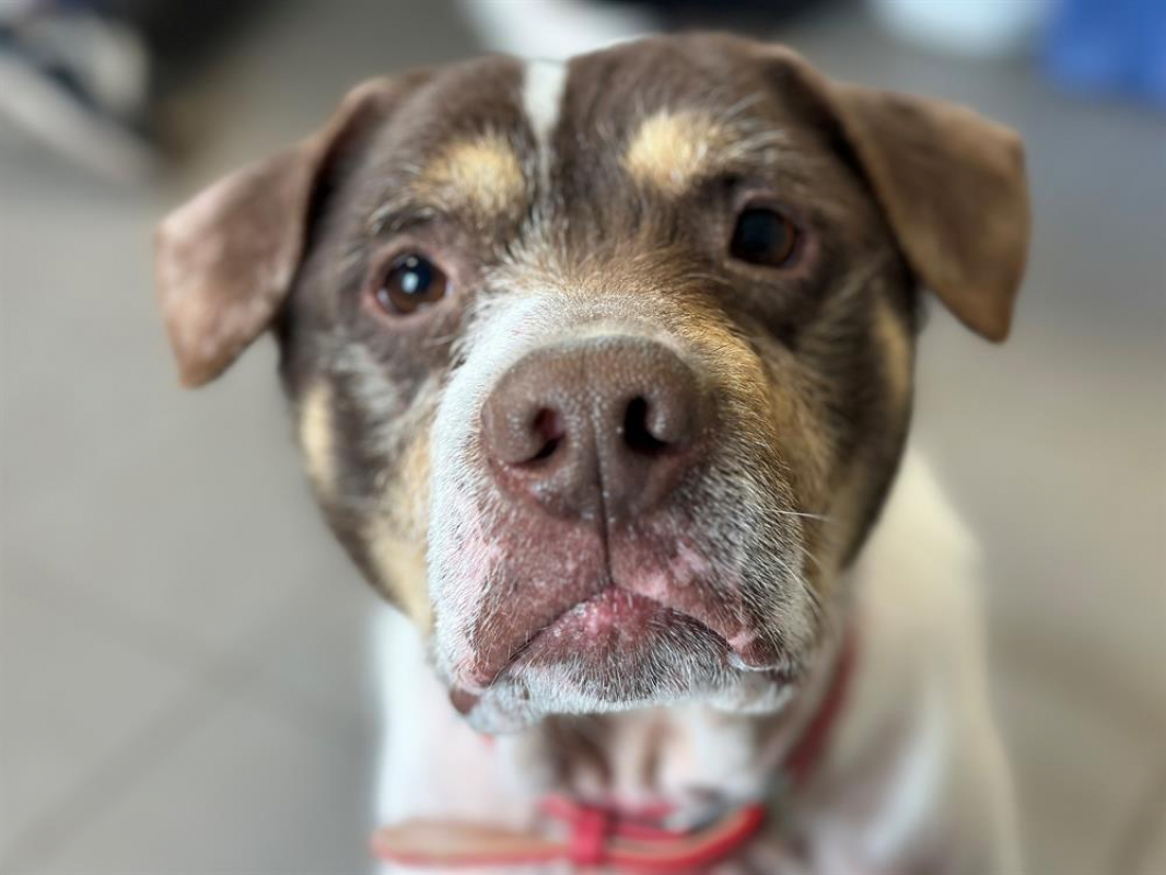 Photo #1 de Patapouf