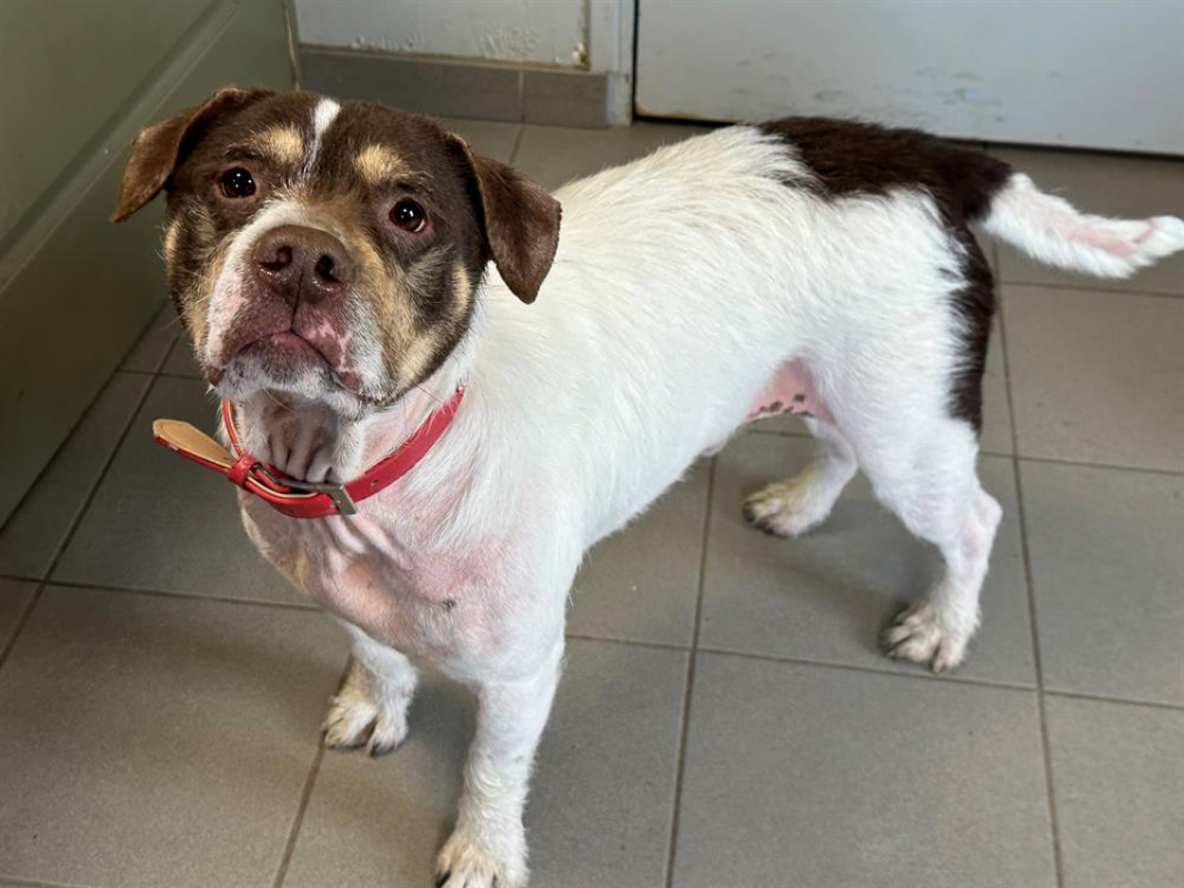 Photo #2 de Patapouf