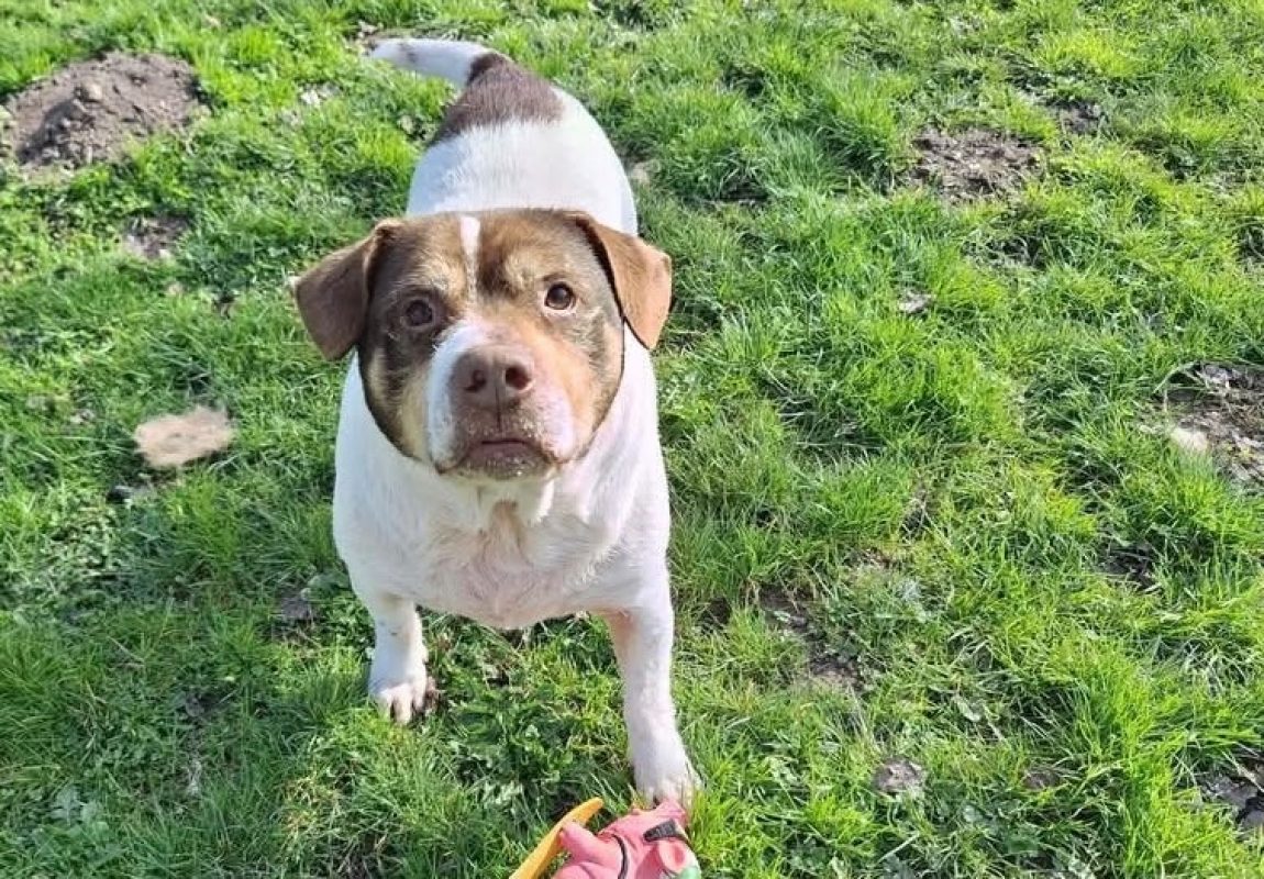 Patapouf en sos urgent - Chien à adopter
