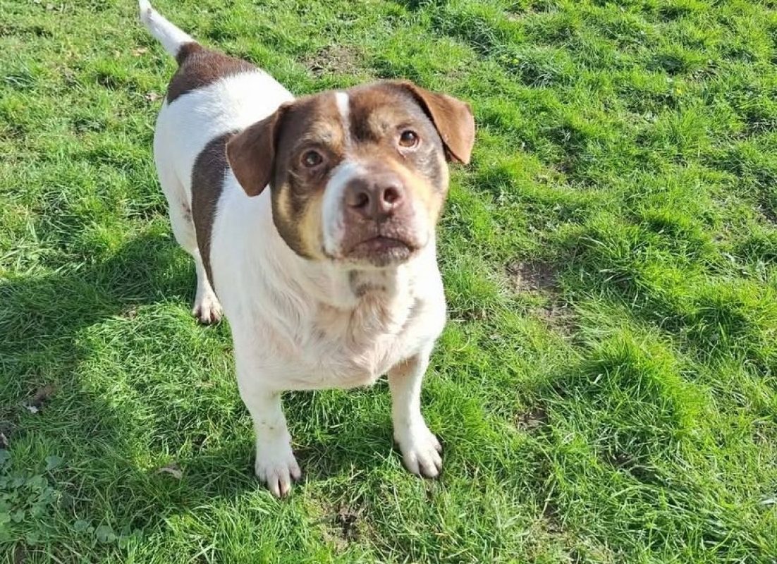 Patapouf en sos urgent - Chien à adopter - photo 2