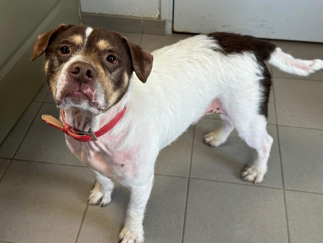 Patapouf en sos urgent - Chien à adopter - photo 3