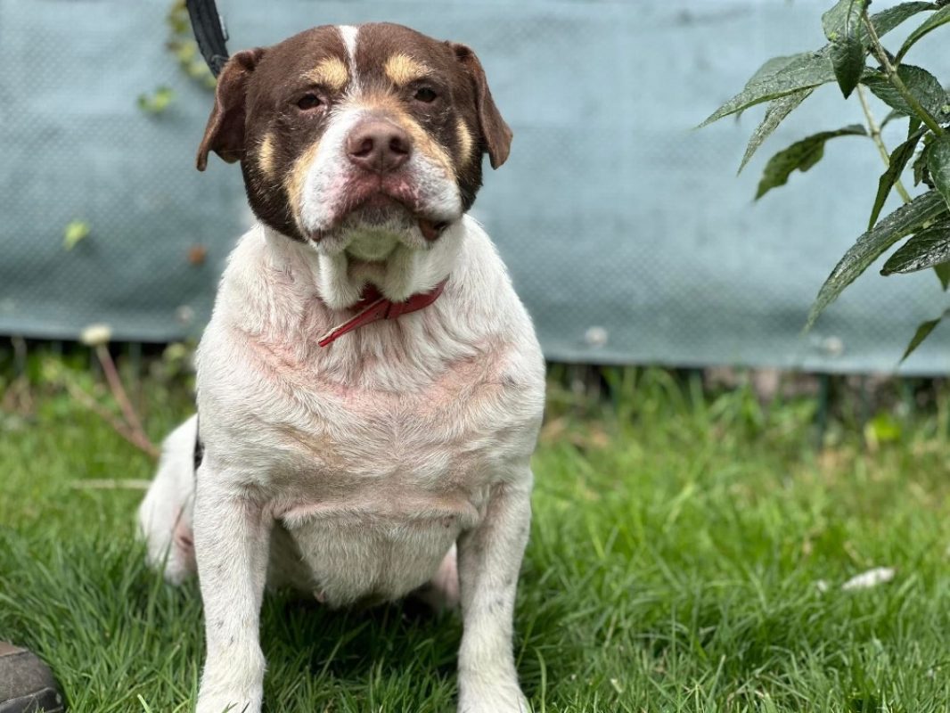Patapouf en sos urgent - Chien à adopter - photo 4