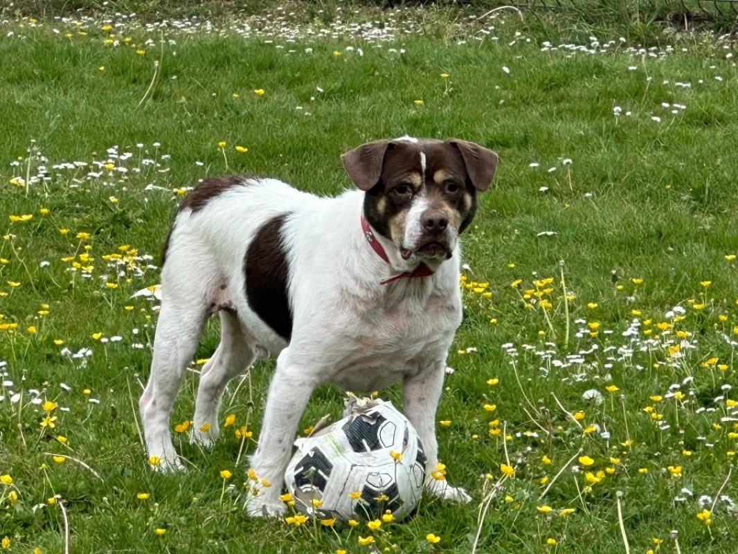 Patapouf en sos urgent - Chien à adopter - photo 5