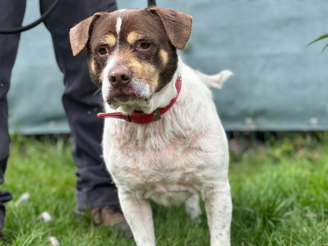 Patapouf en sos urgent - Chien à adopter - photo 6
