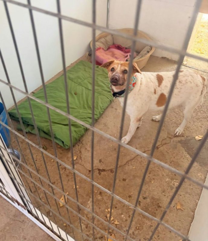 PANCETA - Chien à adopter - photo 3
