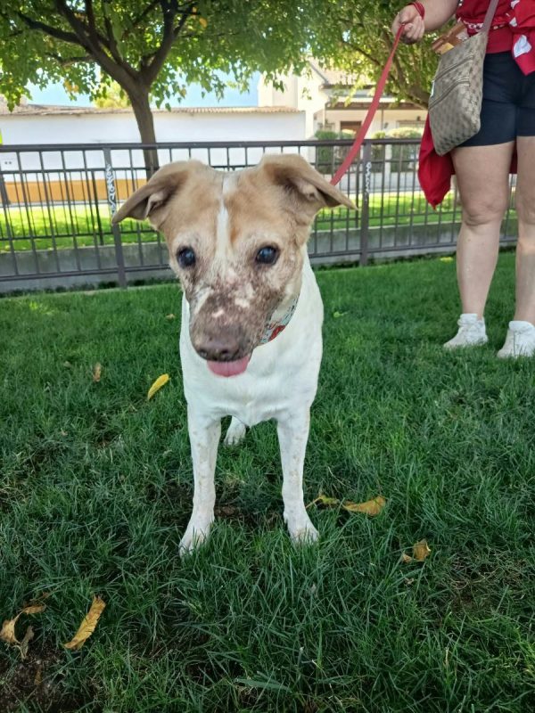 PANCETA - Chien à adopter