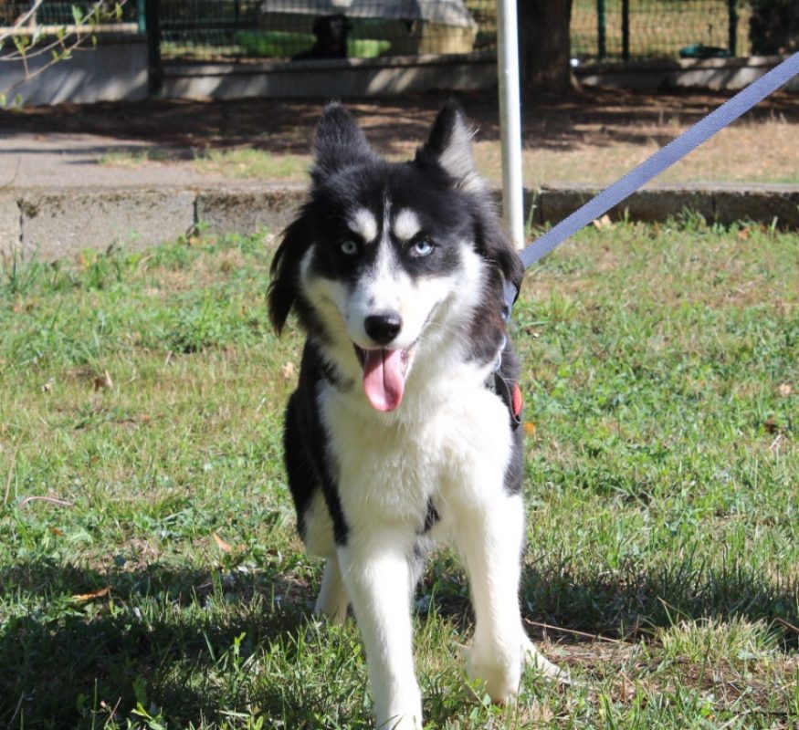 Touffu - Chien à adopter