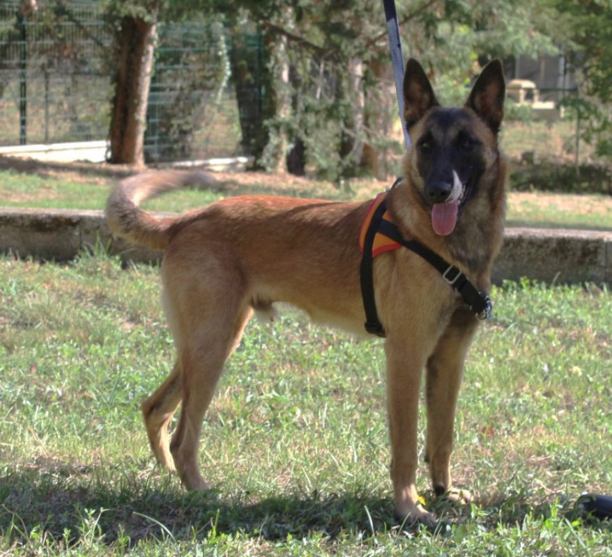 Teddy - Chien Berger Belge Malinois à adopter