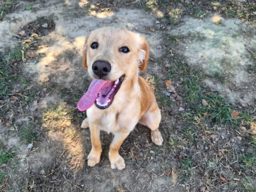 Gold - Chien à adopter