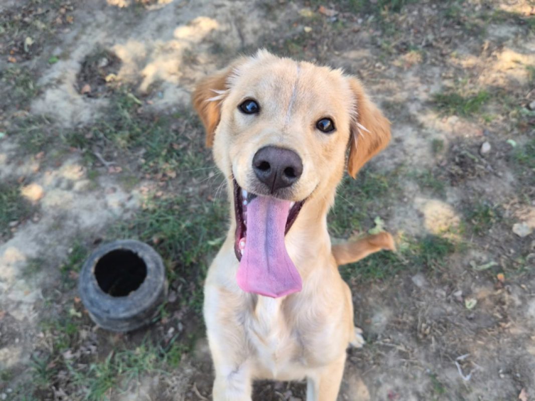 Gold - Chien à adopter - photo 2