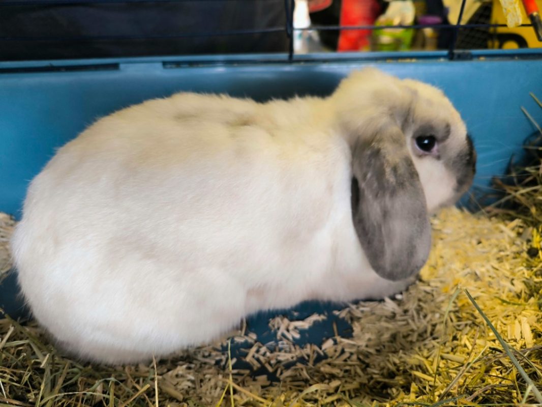 Smoupette - Rongeur Lapin à adopter