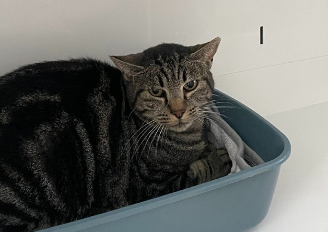 Seguin - Chat Européen à adopter
