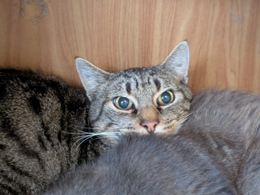 Papychulo - Chat Européen à adopter