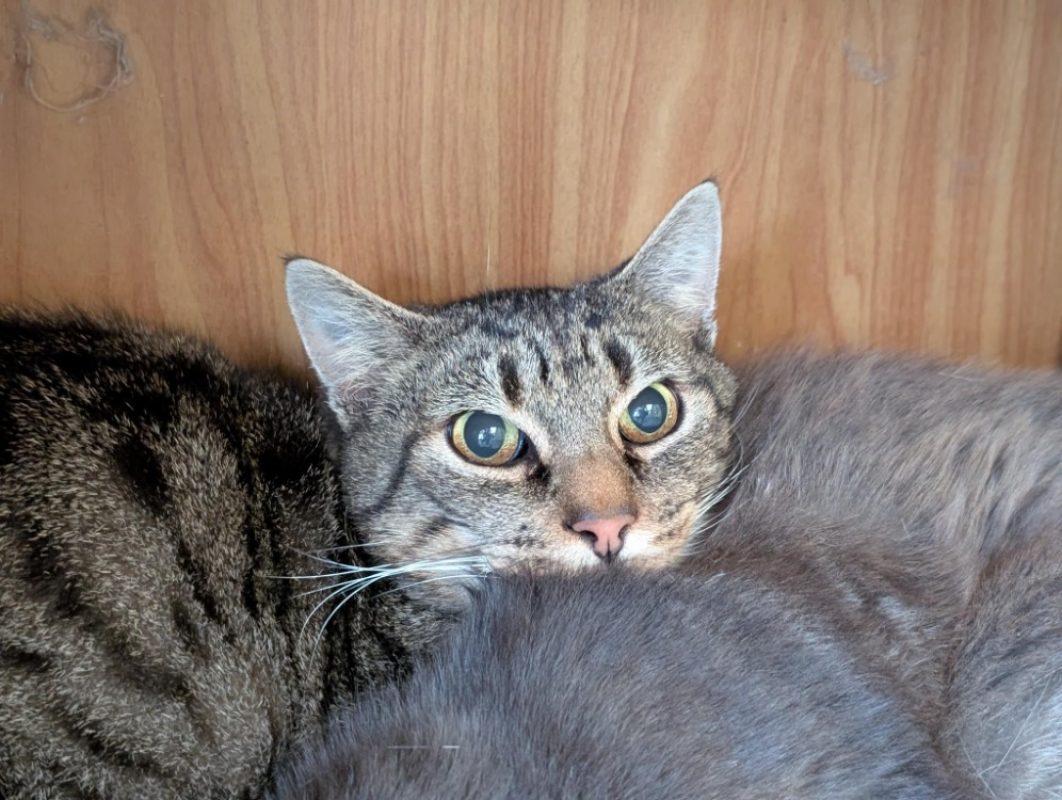 Papychulo - Chat Européen à adopter - photo 2