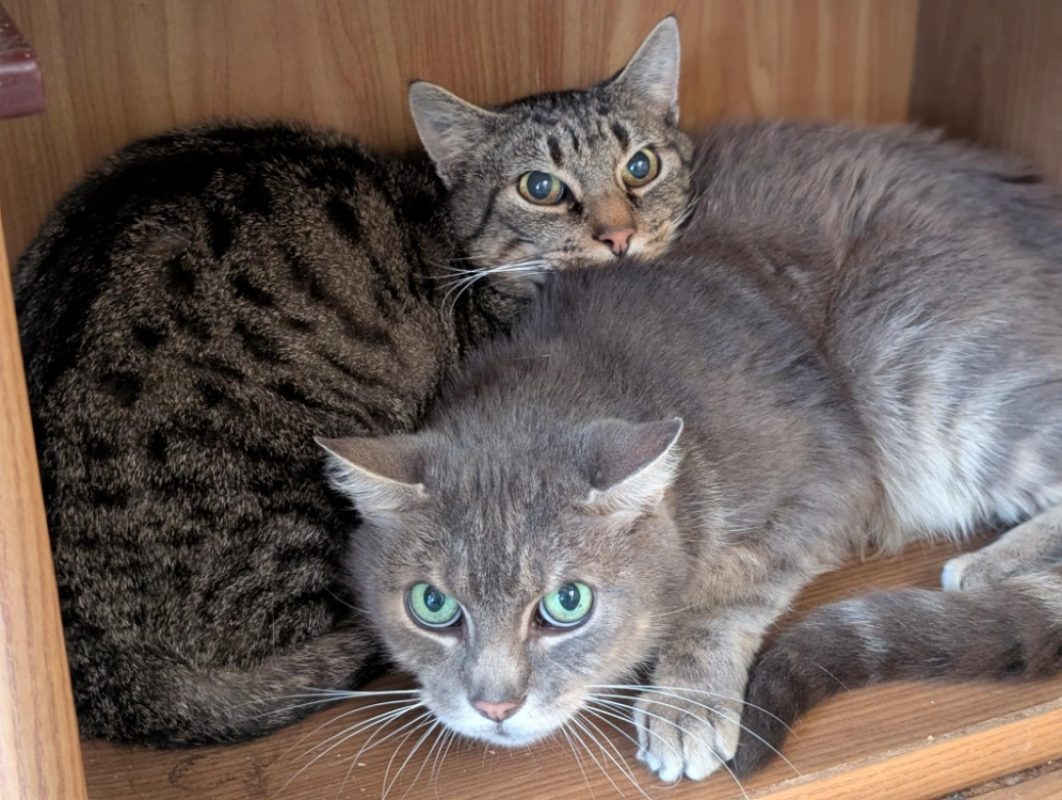 Papychulo - Chat Européen à adopter - photo 3