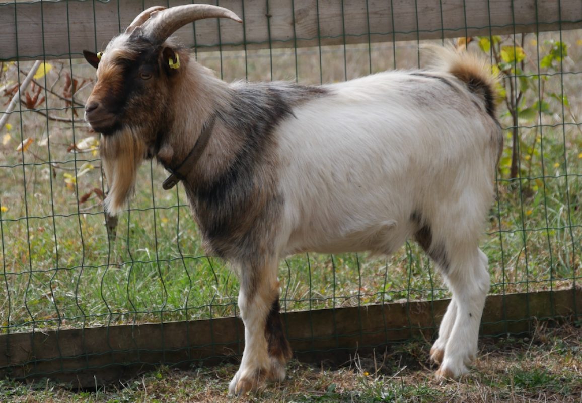Wisky-farrel - Animal de ferme Bouc à adopter