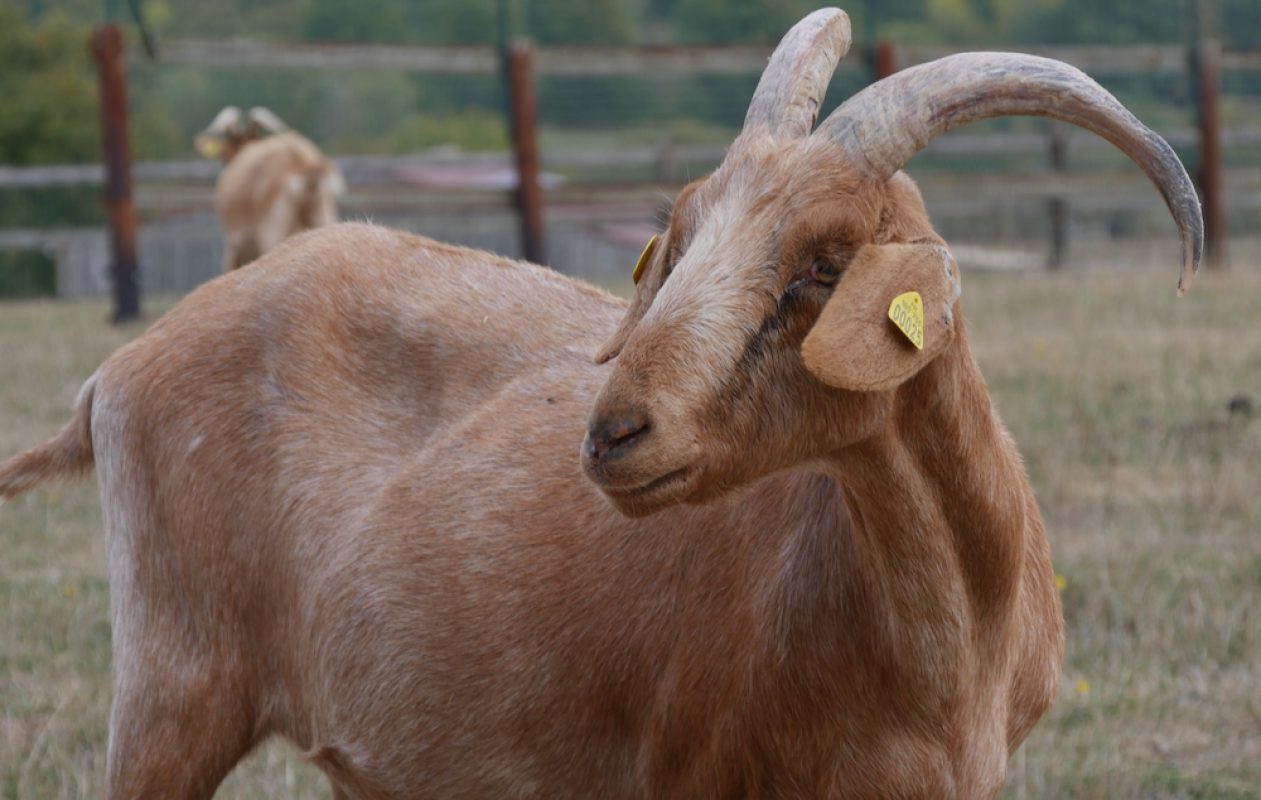Valentin - Animal de ferme Bouc à adopter