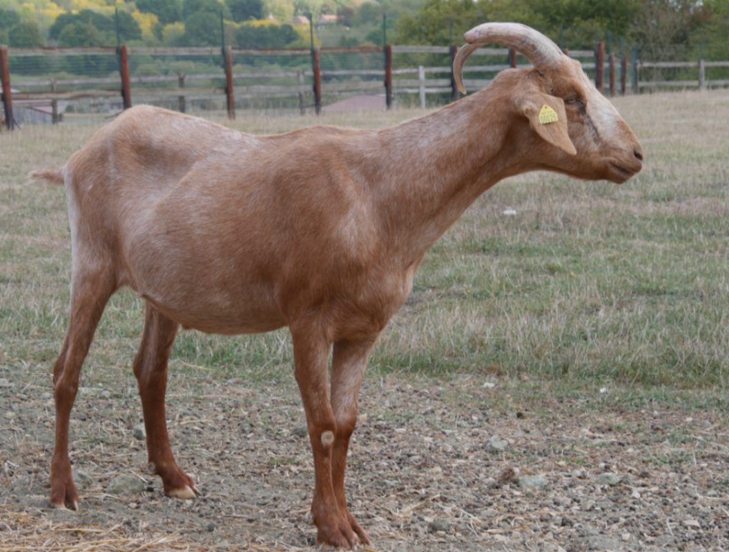 Valentin - Animal de ferme Bouc à adopter - photo 2