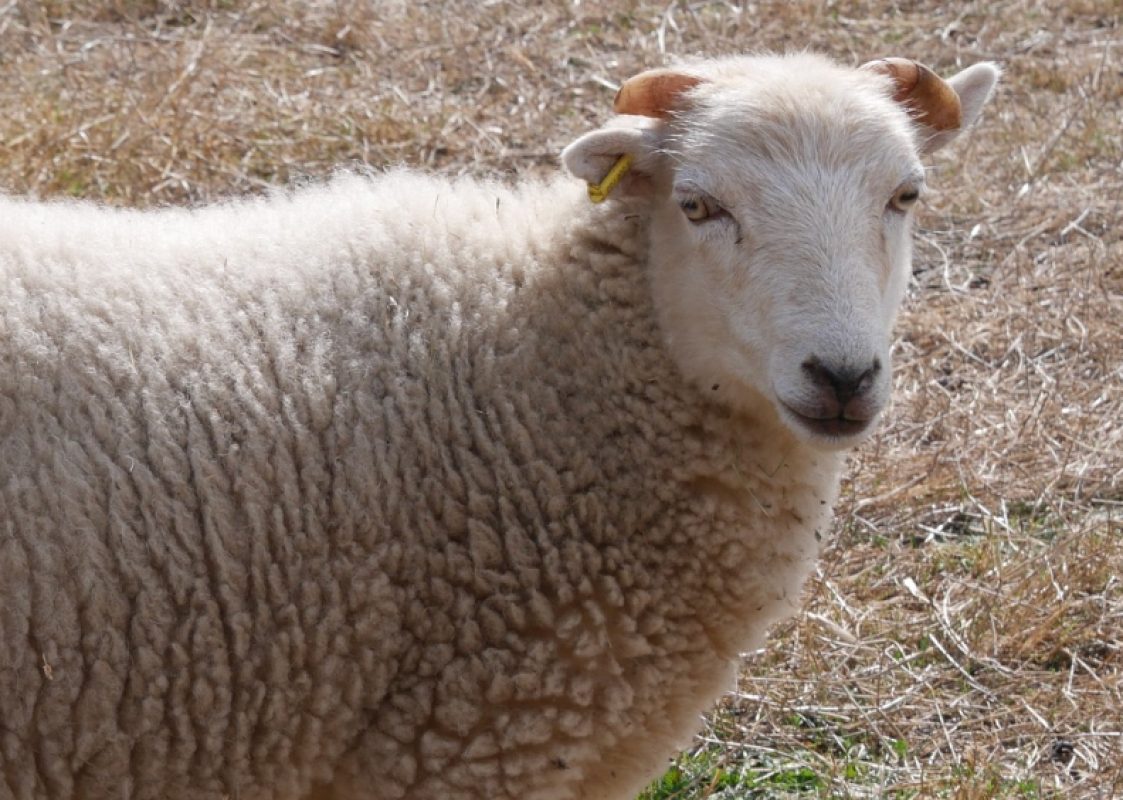 Takeshi - Animal de ferme Bélier à adopter