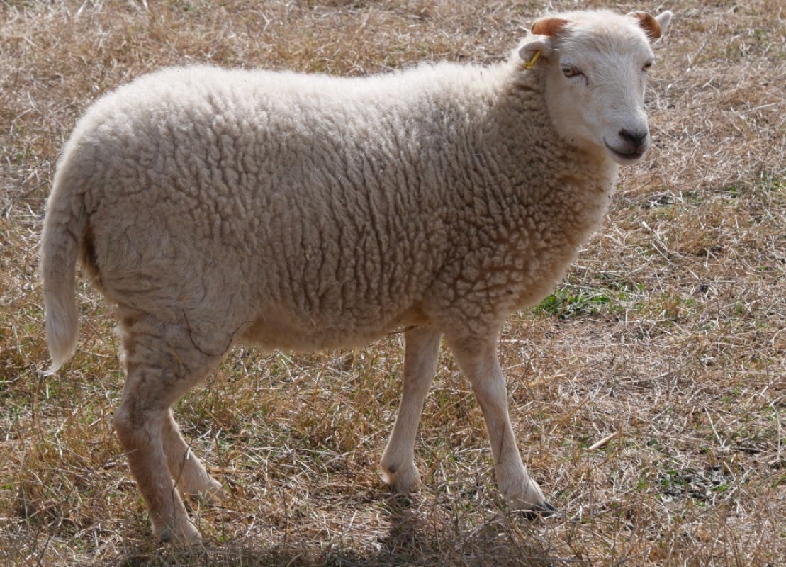 Takeshi - Animal de ferme Bélier à adopter - photo 2