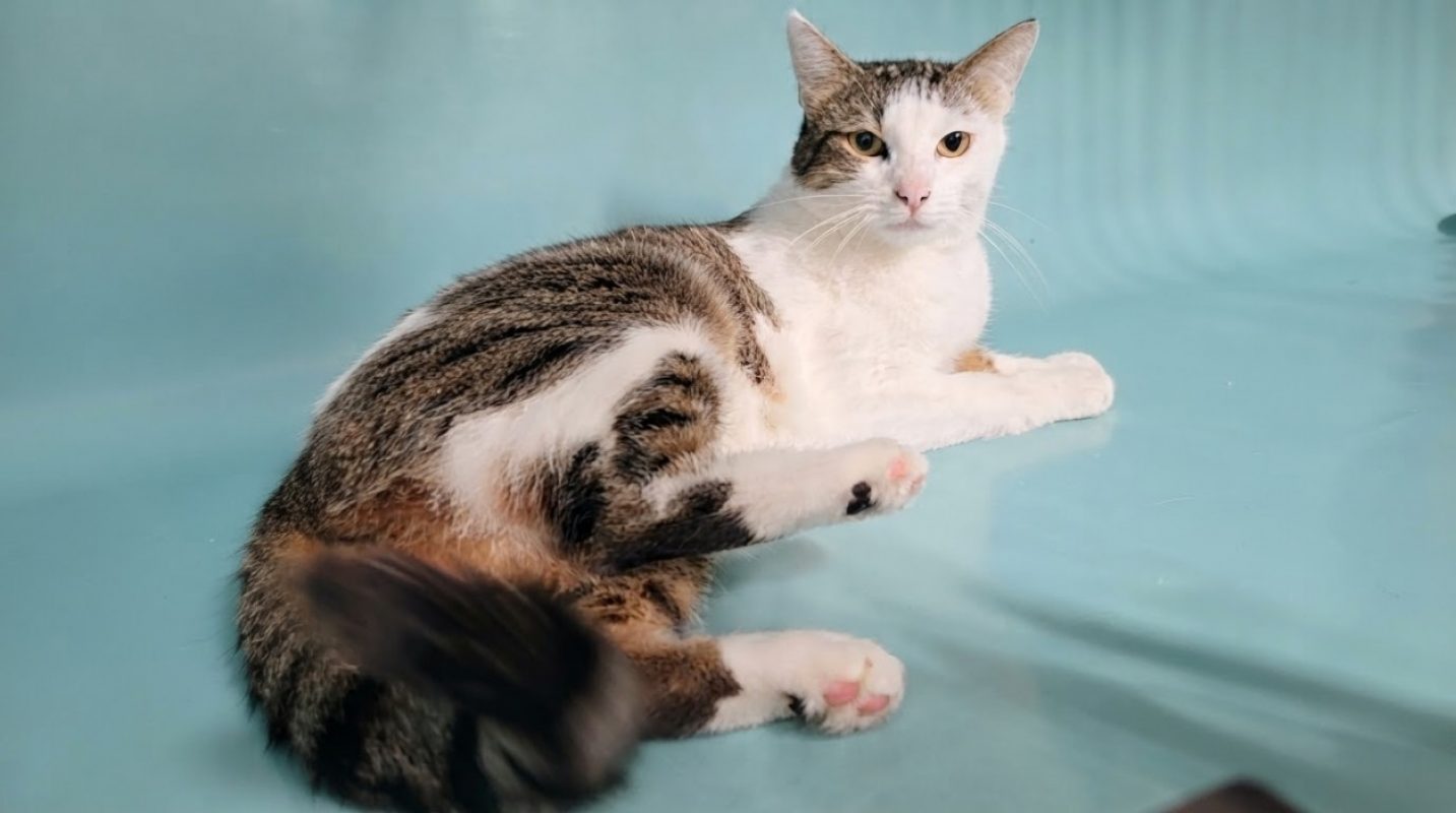 Sonic - Chat Européen à adopter