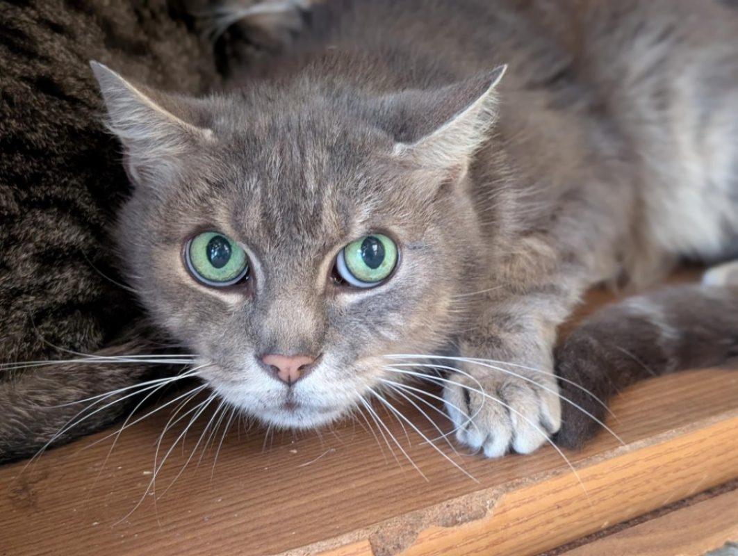 Homer - Chat Européen à adopter