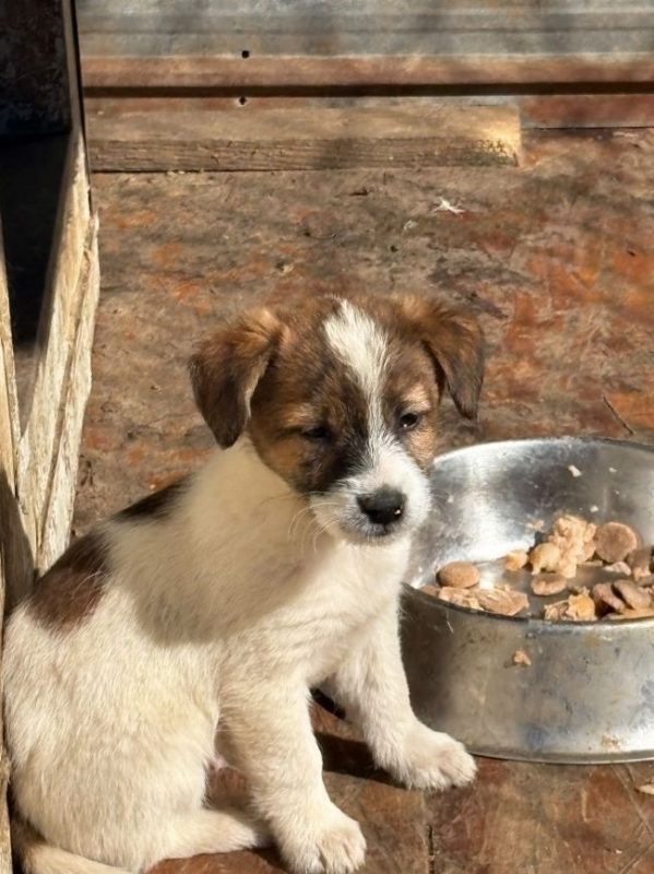 Sucredorge - Chien à adopter - photo 3