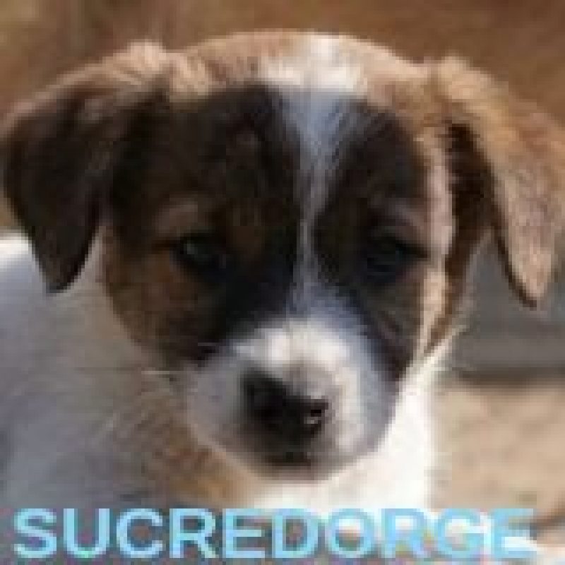 Sucredorge - Chien à adopter - photo 2