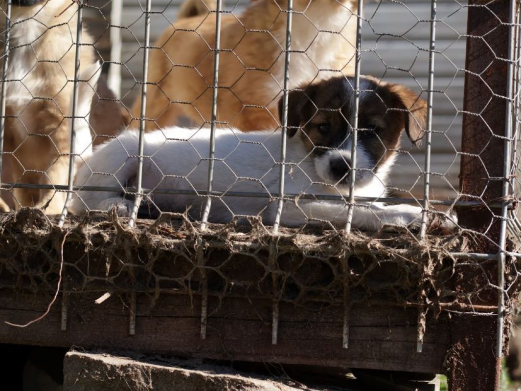 Sucredorge - Chien à adopter - photo 5