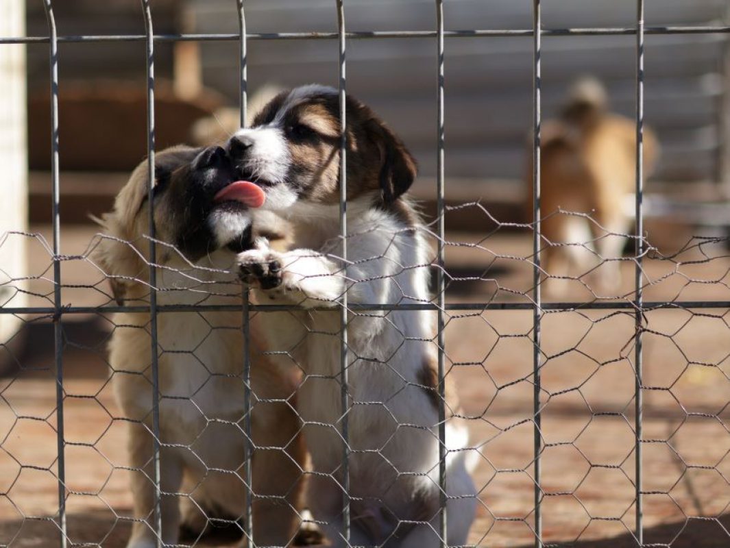 Sucredorge - Chien à adopter