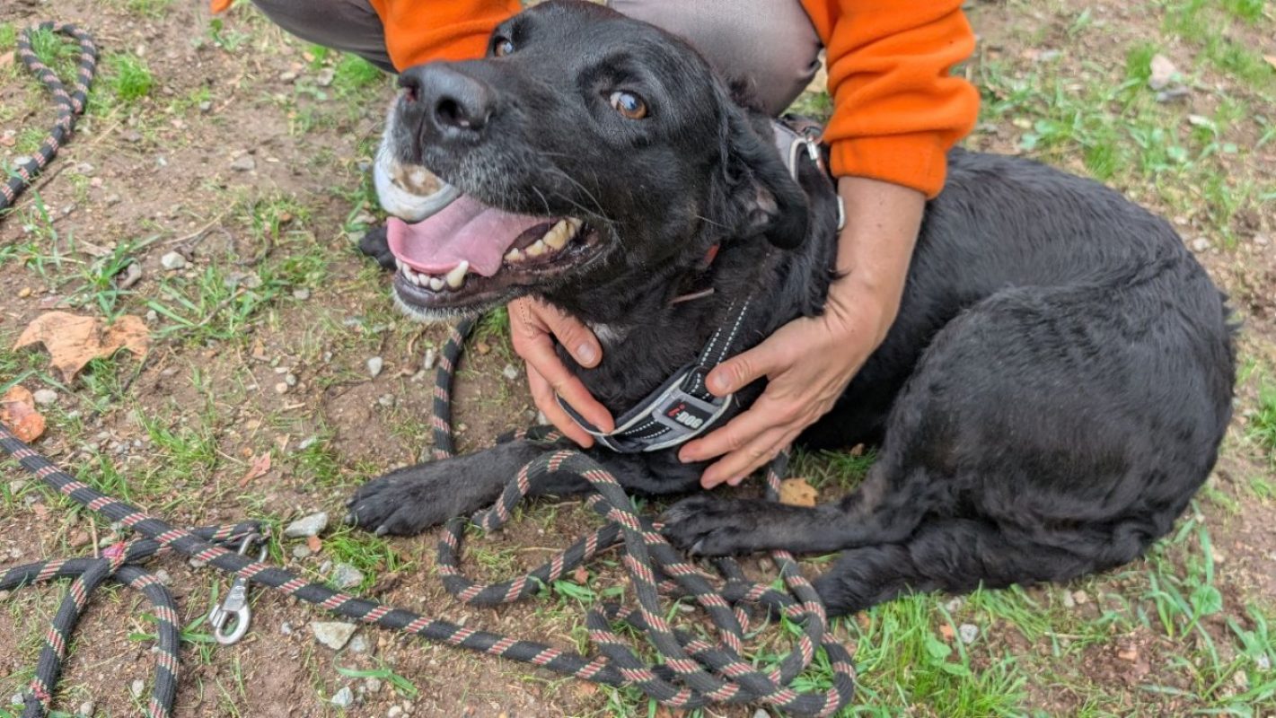 Sybelle - Chien à adopter